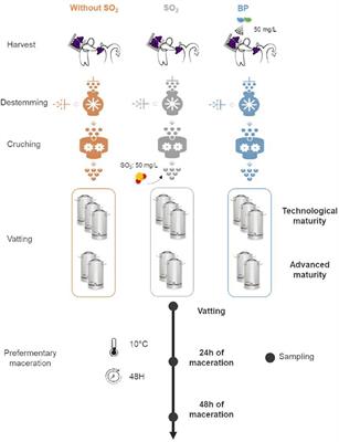 Yeast and Filamentous Fungi Microbial Communities in Organic Red Grape Juice: Effect of Vintage, Maturity Stage, SO2, and Bioprotection